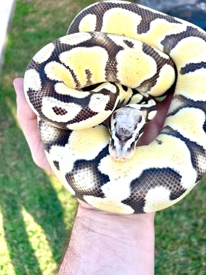 Pastel DG Ball Python by Ant Davidson -cold blooded