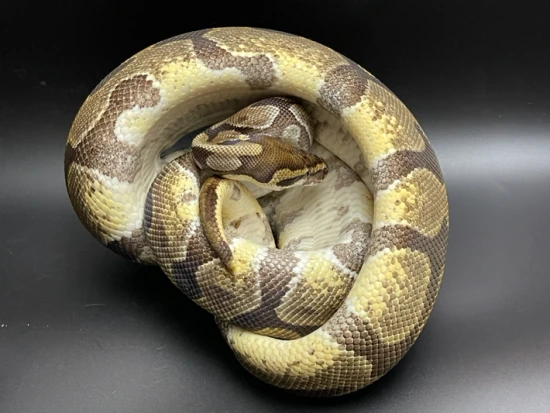 Sale: Breeder- Adult Enchi Adult Male Ball Python by Anthony Wrenn Reptiles