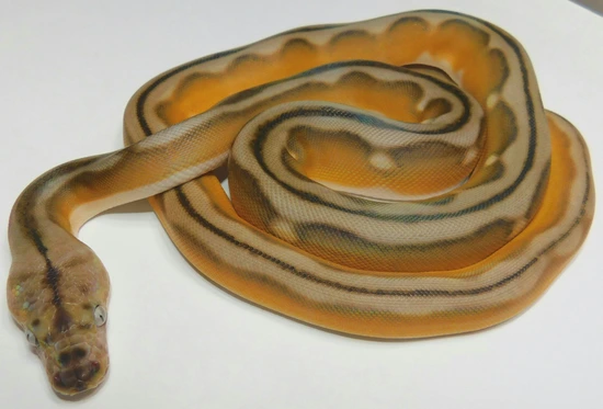 Motley Titanium Reticulated Python Motley Spitfire Super Tiger Poss Het Titanium Poss Het White/caramel ...