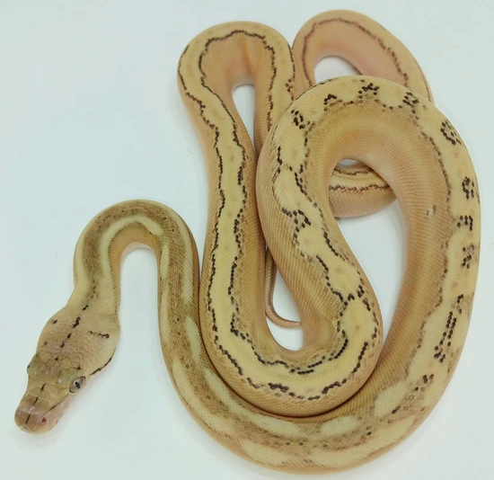 Phantom Lemonglow Super Sunfire Poss Het Purple Or Indo Caramel ...