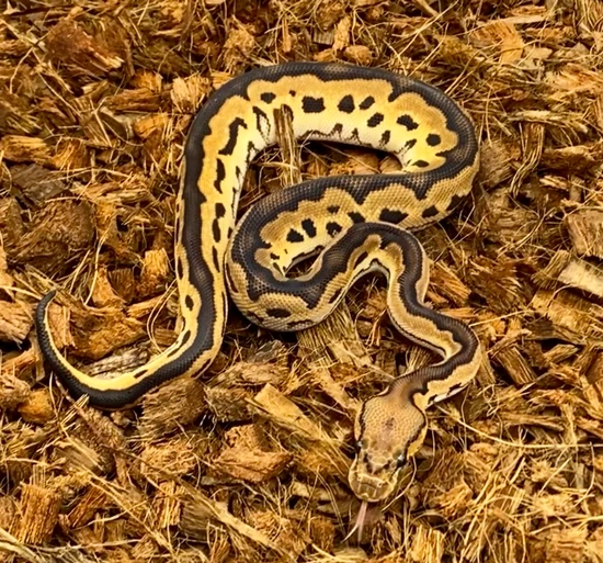 Bald Python Mutatons Special Black Pastel OD Clown Ball Python by Apex Mutations