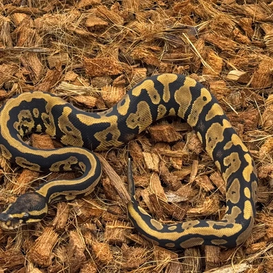 Acid Firefly VPI Axanthic Pos Het Hypo Ball Pythons by Apex