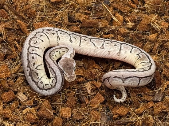 VPI Axanthic Lemonblast 66% Het Desert Ghost 50% DH Clown
