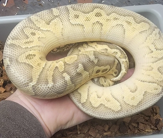 lesser poss yellow belly asphalt female ball python by... Super Pastel Lesser Yellow Belly 22-016 Ball Python by A+ Serpents