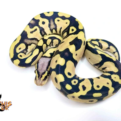 Pastel DG 66% Het Clown