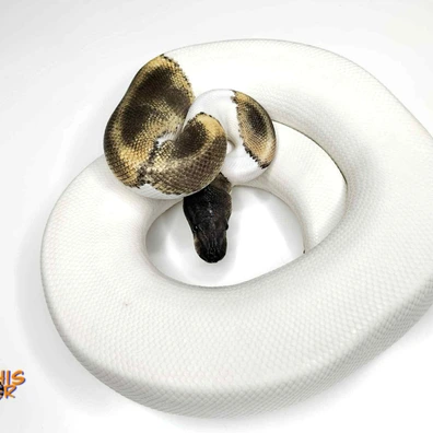 Spécial GHI Piebald PH Clown