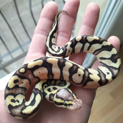Firefly DG 66% Het Clown Ball Python - female for sale from Apophis Center