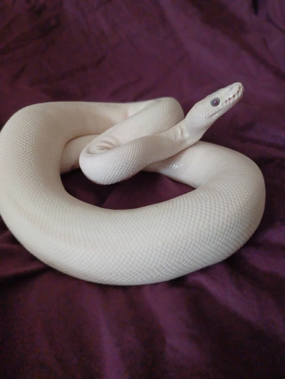 Red Iris BEL Ball Python by Gomez Dragons