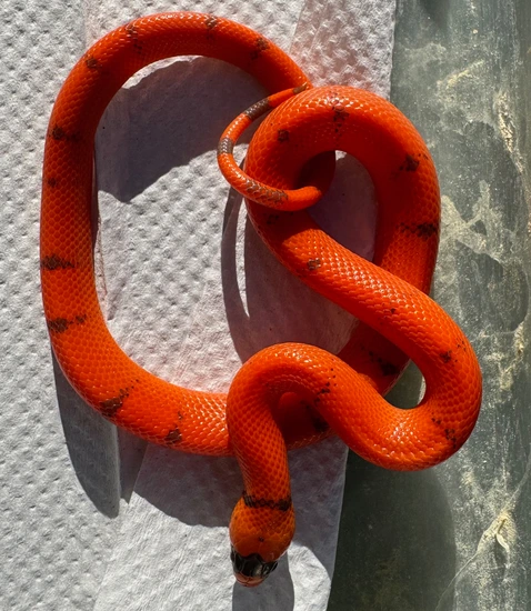 Fresh Look at Vanishing Pattern Hypo Het Anerythristic Male Honduran Milksnake