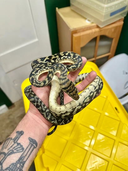 1.1 USCBB Barneck Crosses Scrub Python by Argus Reptiles