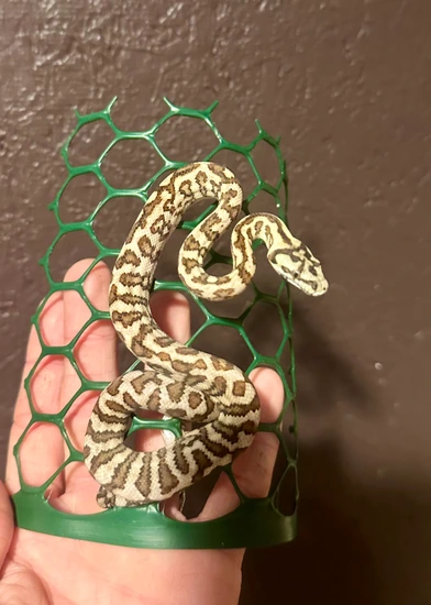 2025 Ocelot Jungle Jag Jungle Carpet Python by Argus Reptiles