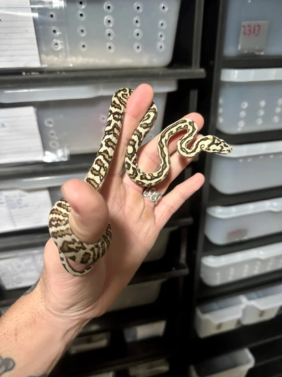 Ocelot Jag Jungle Carpet Python by Argus Reptiles
