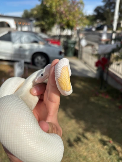 Pied Banana Russo (Pinto) Ball Python by Exotic Pet Guys LLC