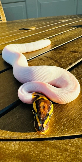 Fire Pied Pos Gene X Ball Python by Rodarte Reptiles