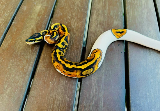 Fire Gene X Pumpkin Pied Ball Python by Rodarte Reptiles
