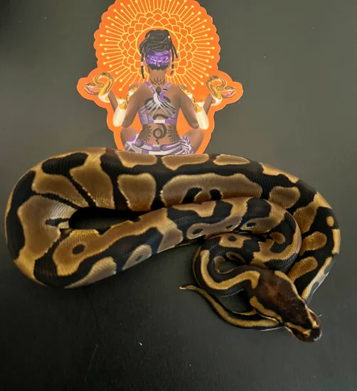 Leopard Royal Python Leopard Enchi Ball Python by Ancestral Royal Pythons