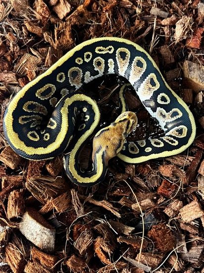 Cypress Het Clown Ball Python by Ancestral Royal Pythons
