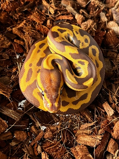 Leopard Ultramel Ball Python by Ancestral Royal Pythons