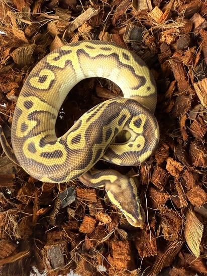 Blackhead Mojave Pastel Het Ultramel Ball Python by Ancestral Royal Pythons