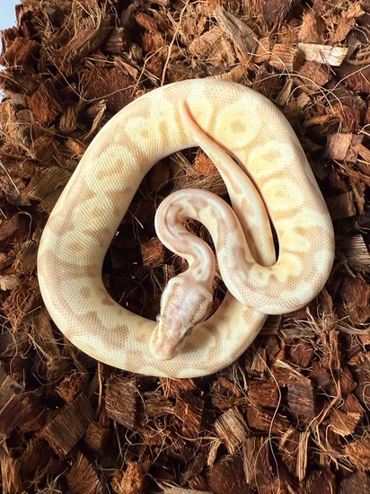 Black Pewter Spot Nose Enchi Orange Dream Ultramel Ball Python by ...