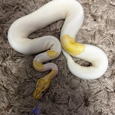Banana Firefly Pied RTB