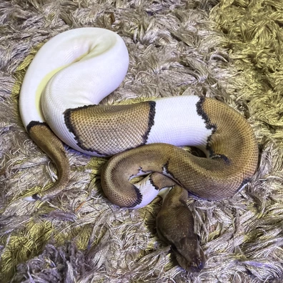 Enchi Mojave Pied 100% Het Clown