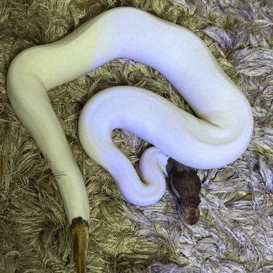 Mojave Leo Pied 100% Het Clown