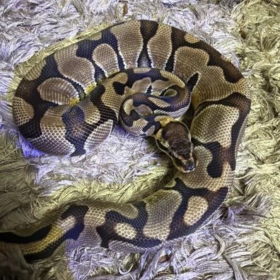 Enchi 100% Het Dg 50% Het Cryptic/clown