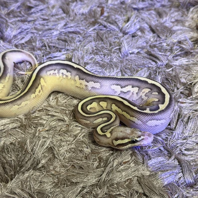 Firefly Butter Stranger Poss GHI 100% Het Pied 50% Het Dg