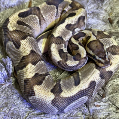 Enchi Fire Crypton 100% Het Dg