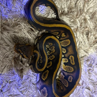 Stranger 66% Het Pied 50% Het Dg