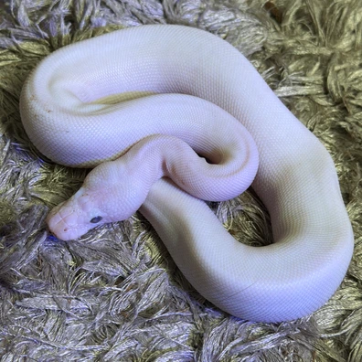 Butter Pied Poss Fire-ghi-pastel-stranger 50% Het Dg
