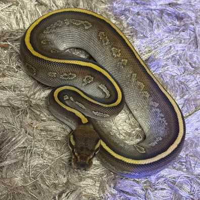 Butter Stranger 66%het Pied 50% Het Dg