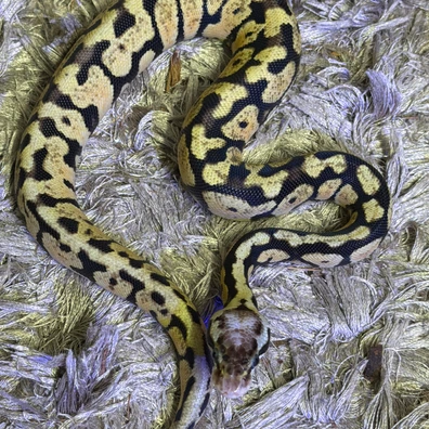 Pastel Spotnose 66% Dh Dg/clown