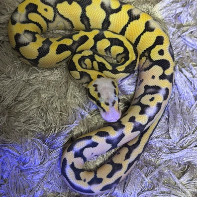 Super Pastel (Leo) Desert Ghost 66% Het Clown