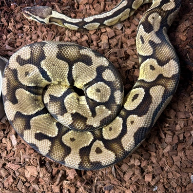 Pastel 100% Dh Hypo Clown