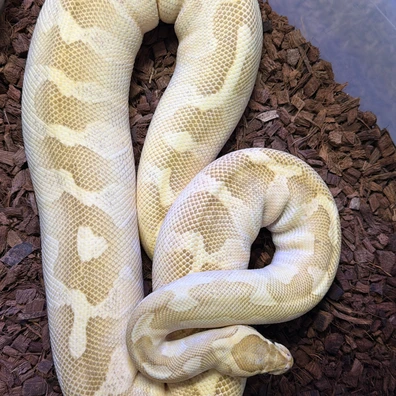 Enchi Vanilla Lesser 100% Het Clown