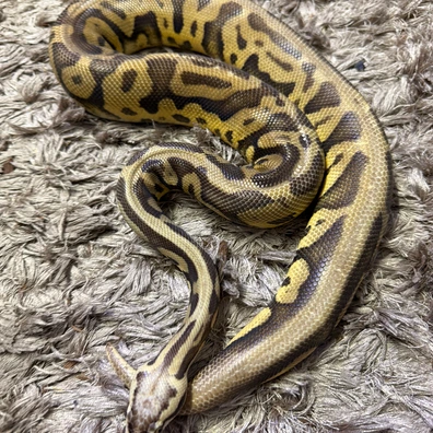 Super Pastel Leo 100% Dh Dg/clown