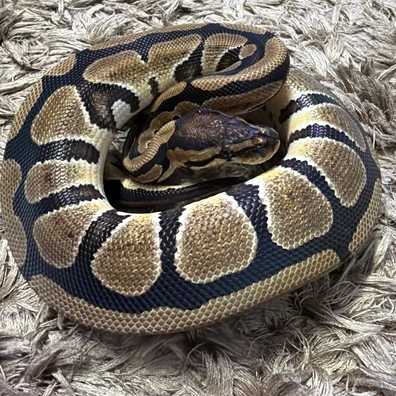 Classic 100% Dh Dg/puzzle