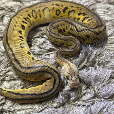 Pastel Leo Clown 66% Het Dg