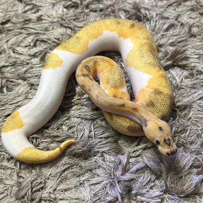 Super Enchi Fire Leo Clown Pied