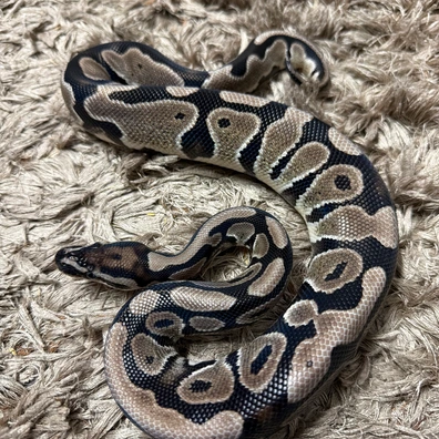 AXA Vpi Dh Clown Pied 50% Het Hypo RTB