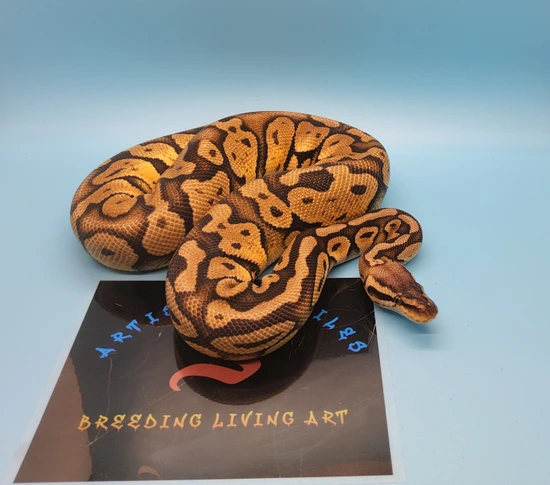 Super Pastel Confusion Ball Python by Artistic Reptiles LLC