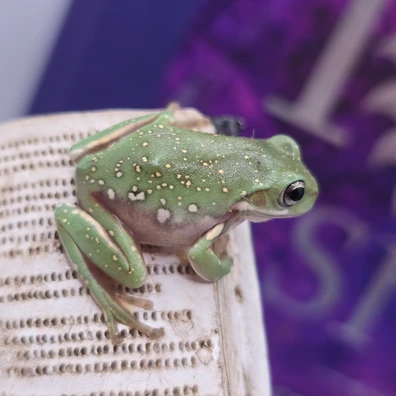 White's Tree Frogs For Sale - MorphMarket US & Canada