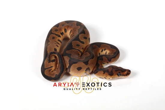 Clown Pos. Keyhole Ball Python by Aryia's Exotics