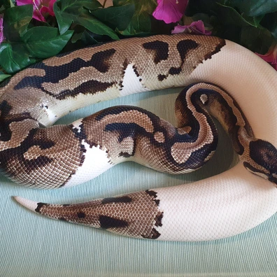 ♀️ TSK Axanthic Piebald - Breeder Ball Python - female for sale from AS König CLOWN
