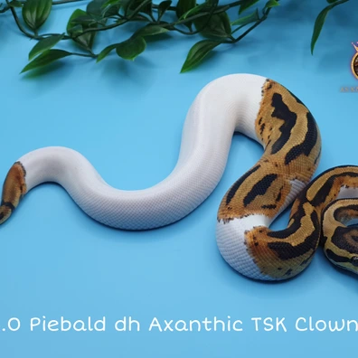 Piebald Het Axanthic (TSK) Het Clown