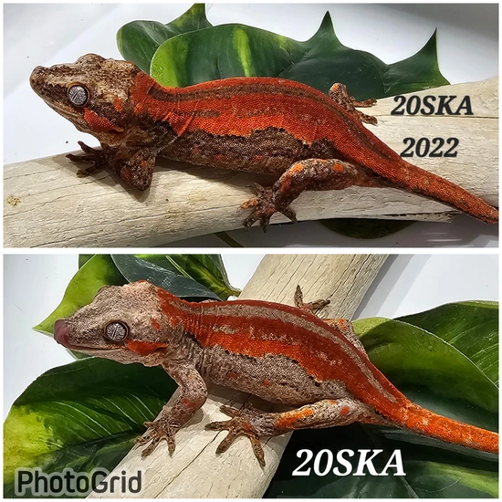 Red Stripe Gargoyle Gecko by Assorted Serpents and Geckos