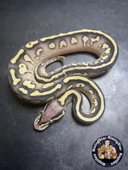 Pastel Butter Yellow Belly Het Clown Ball Python by RisingStarReptiles