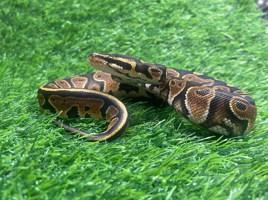 Normal Ball Python by Bubble Aquatics & Exotics